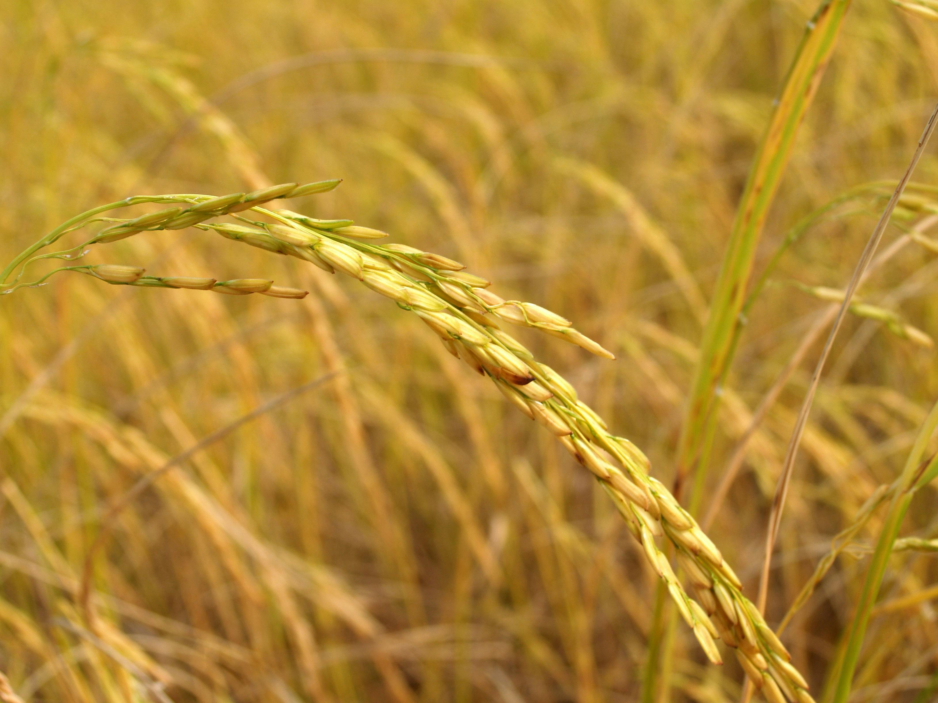 Farming and agriculture